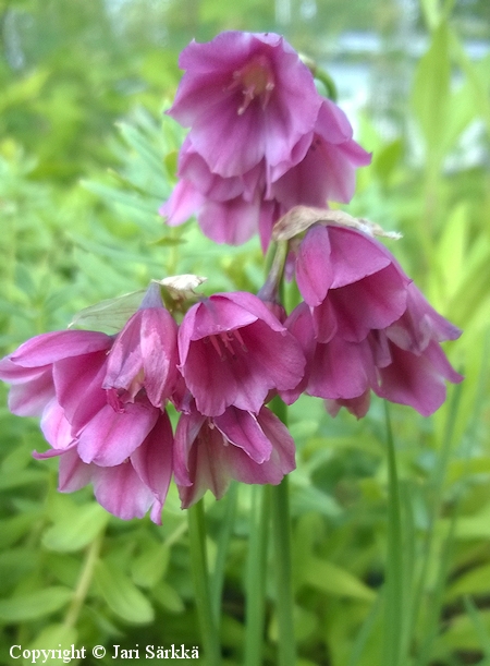 Allium insubricum, gardanlaukka